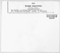 Phyllactinia fraxini image